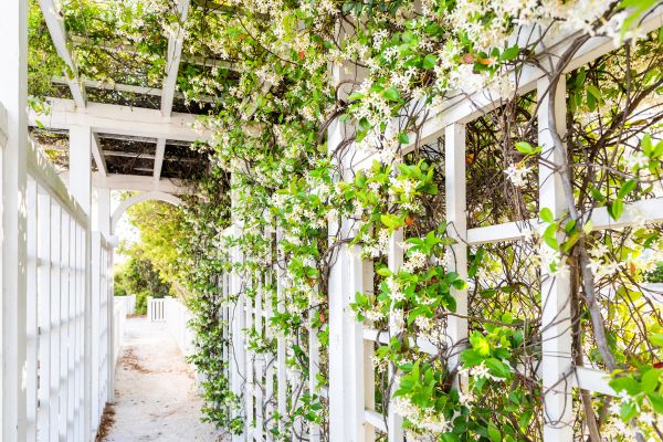 Trellis Repair in Cranston