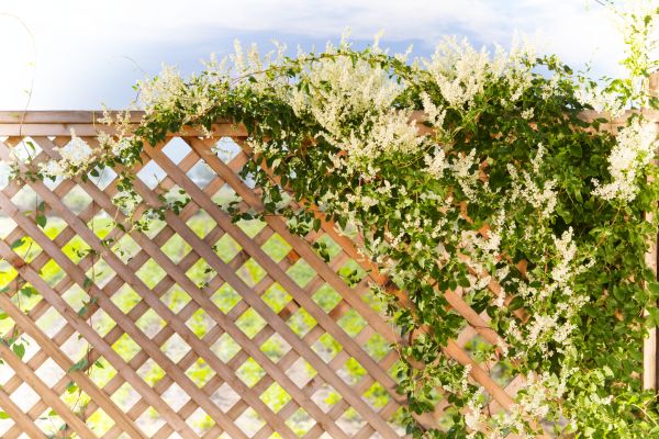 Lattice Repair in Cranston
