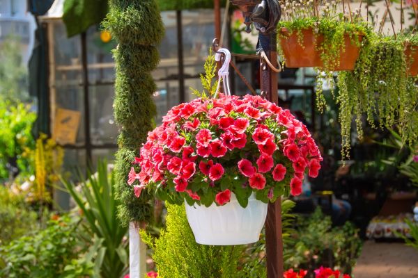 Hanging Planter Installation in Cranston