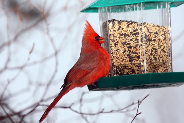 Bird Feeder Hanging in Cranston